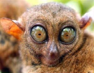 CCR mascot
